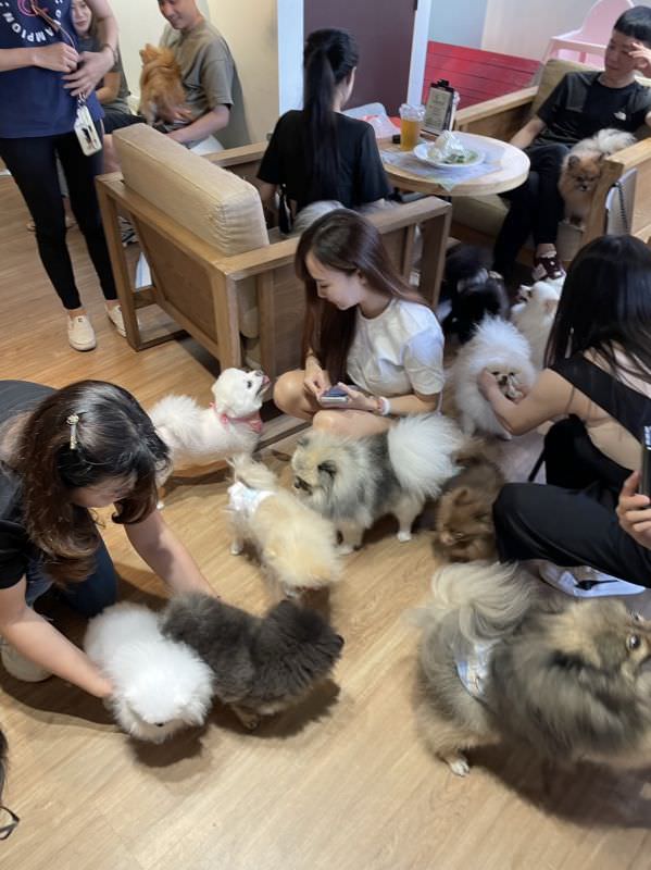 森林小徑文心店对宠物超友善