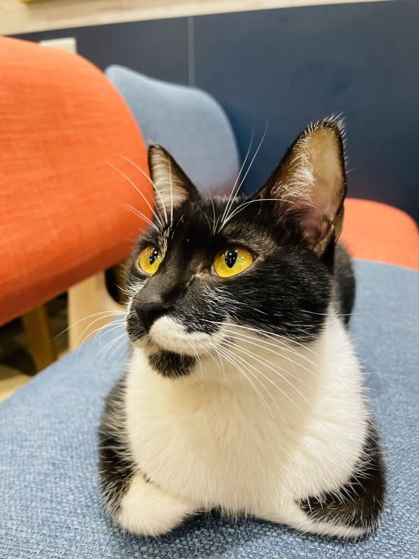 森林小徑文心店对宠物超友善